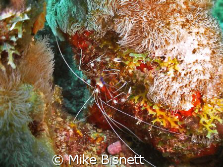 Coral banded shrimp. by Mike Bisnett 