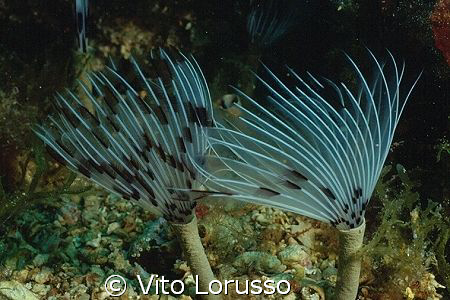Worms - Sabella penicillus by Vito Lorusso 
