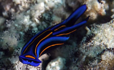 nudibranch or tabogan? Can anyone help with the name for ... by John M Akar 
