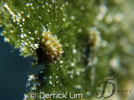 LIMAPONTIIDAE-Costasiella SP, belong to Opisthobranchs, v... by Derrick Lim 