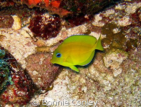 Juvenie Blue Tang seen July 2008 at Grand Cayman.  Photo ... by Bonnie Conley 