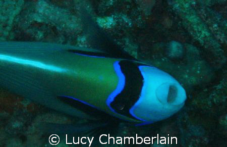 An Emperor Angel Fish by Lucy Chamberlain 