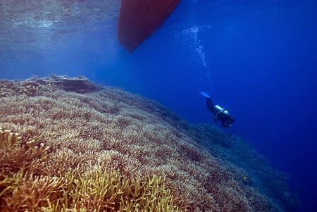 Coral reef in front of the jetty of Kakaban island on a l... by Erika Antoniazzo 