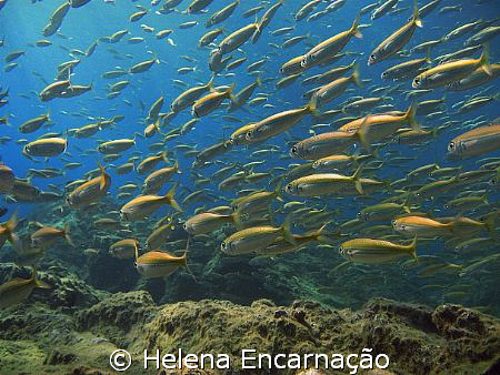 A school of Boops boops escaping...with Canon PowerShot A... by Helena Encarnação 