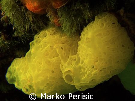 Yellow Clathrina (clathrina clathrus) Komiza Vis. by Marko Perisic 