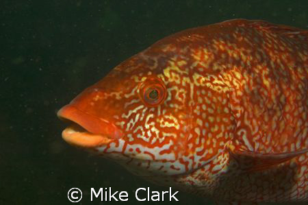 Ballan wrasse 60mm lens by Mike Clark 