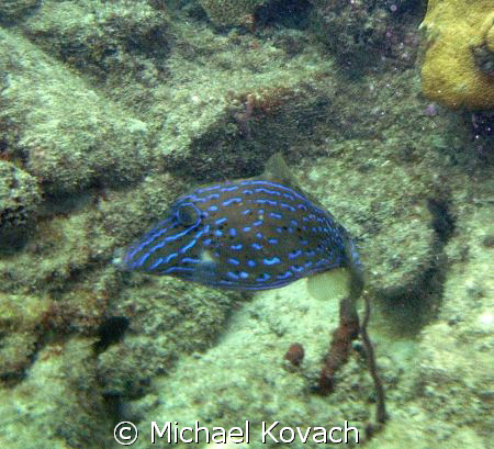 Scrawled filefish on the inside reef at Lauderdale by the... by Michael Kovach 