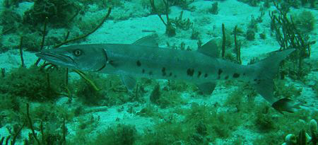 Great baracuda and small Damselfish ,you know who is more... by Durand Gerald 