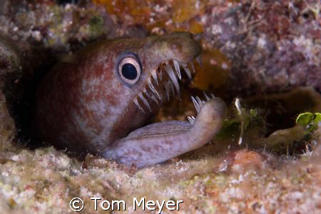 How does he close his mouth?  Nikon D200, 60 mm. by Tom Meyer 