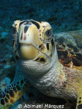 Turtle, Playa del Carmen by Abimael Márquez 
