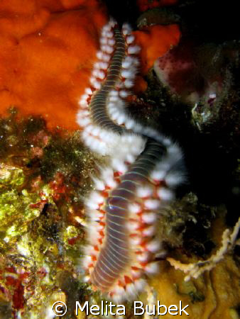 Worm / CanonG9, in-strobe/ island Korcula, Croatia by Melita Bubek 