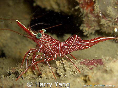 2008/9/07  Casio EX-Z1000 by Harry Yang 