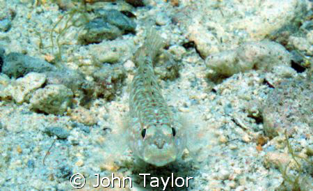 Taken on sandy bottom off Gozo, Malta

Used a wide-angl... by John Taylor 