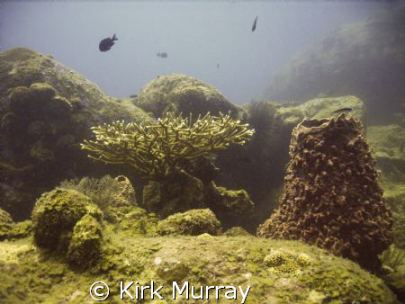 Good Visability, taken with dc500, with urpro filter by Kirk Murray 