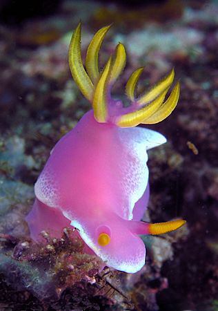 Risbecia apolegma, Lembeh by Doug Anderson 