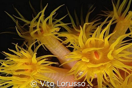 Corals - Parazoanthus axinellae by Vito Lorusso 