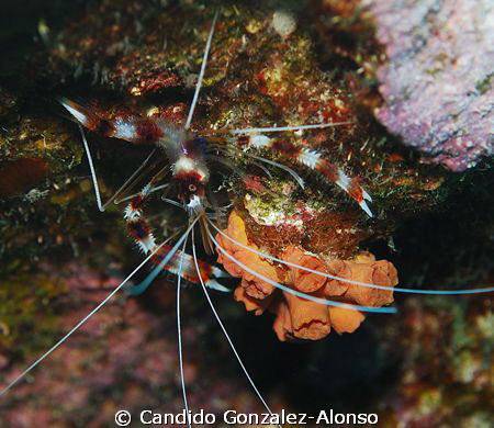 Banded Coral shrimp  by Candido Gonzalez-Alonso 