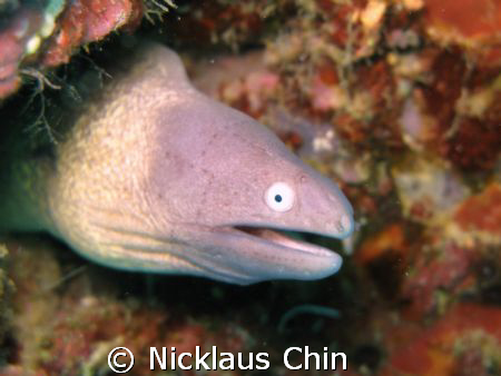 funny linings on this baby's head...Canon G9. No strobes by Nicklaus Chin 