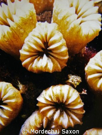 For some reason, this macro coral shot reminded me of a o... by Mordechai Saxon 