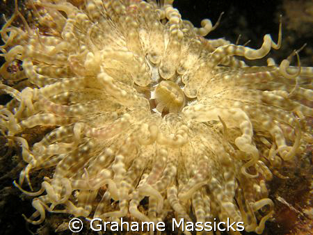Found on the wreck in Salang Bay, Tioman Island.  Shot on... by Grahame Massicks 