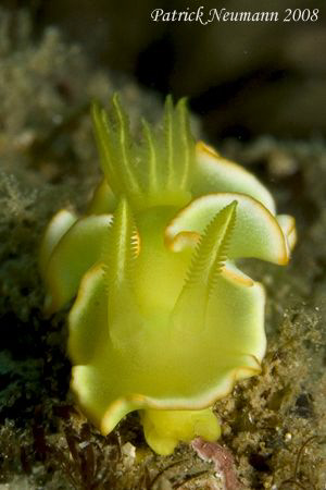 Yellow nudibranch...taken with Canon 400D/Hugyfot housing  by Patrick Neumann 