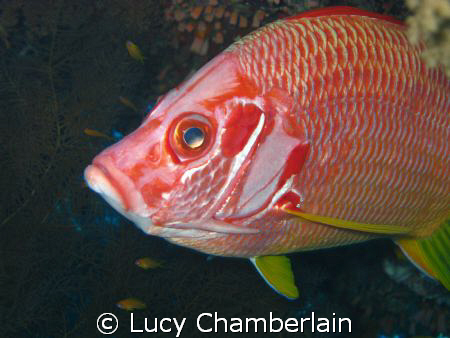 Taken in the Red Sea, 2008 by Lucy Chamberlain 