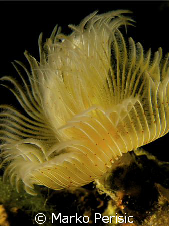 Tube Worm  by Marko Perisic 