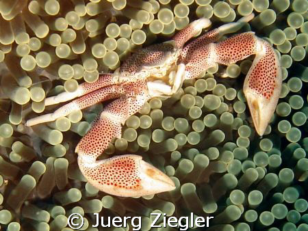 Beautiful Porcelan Crab in Anemone - very close and smili... by Juerg Ziegler 