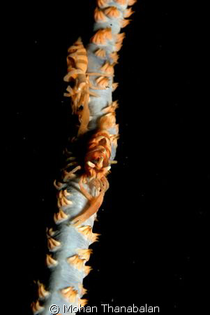 Two's a Company. Zanzibar Shrimp on whip coral. Pic taken... by Mohan Thanabalan 
