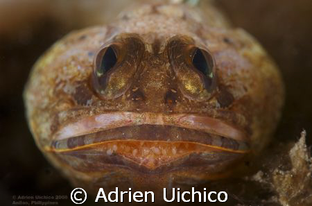 Jawfish with eggs. D200,105vr + Nikon 6T, Seacam Housing,... by Adrien Uichico 