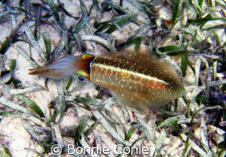 While snorkeling at Grand Cayman I came upon several squi... by Bonnie Conley 