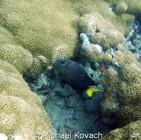 Yellowtail Damselfish on the inside reef at Lauderdale by... by Michael Kovach 