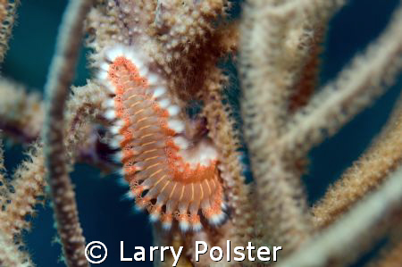 Fire worm, D300, 105VR, D125 strobes by Larry Polster 