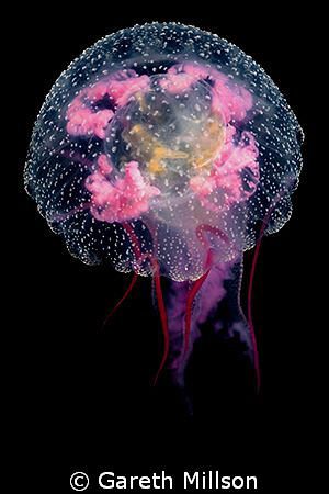 Jellyfish, small aperture, twin strobe, partially side lit. by Gareth Millson 