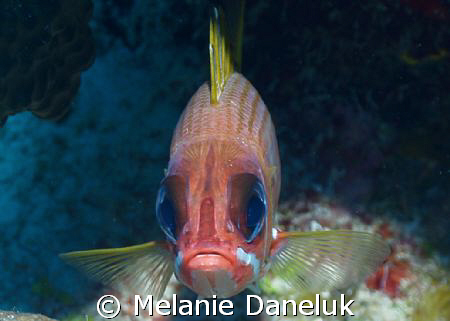 Grumpy old fart!  Squirrelfish taking me head-on.  First ... by Melanie Daneluk 