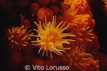 Corals - Astroides calycularis by Vito Lorusso 