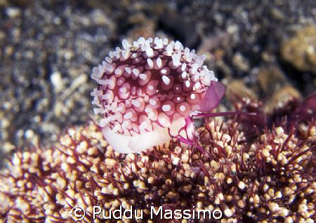 Gangga island,north sulawesi,nikon d2x 80mm macro by Puddu Massimo 