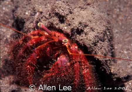 Hermit crab.Nikon F100,60mm,f22,1/60,YS-120*2,RVP50. by Allen Lee 
