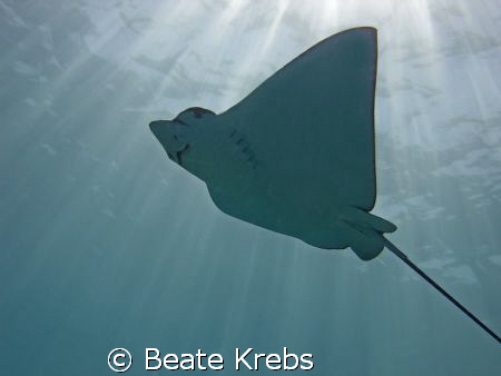 Eagle Ray at the Hausreef  "El Quadim" in El Quseir, take... by Beate Krebs 