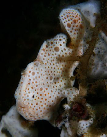 Thunmnail sized polkadot froggy by John M Akar 