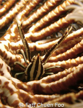 Zebra Squat Lobster, Pulau Perhentian by Fatt Chuen Foo 