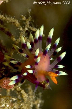 fabulina nudi climbing the reef..taken with Canon 400D/Hu... by Patrick Neumann 
