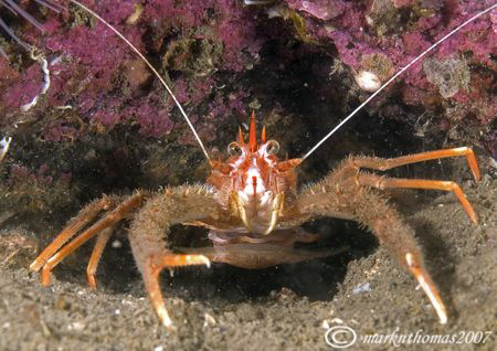 Squat lobster.
Isle of Lewis, Scotland.
60mm. by Mark Thomas 