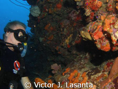 mr. dusty at the wall in parguera area,,,windows dive sit... by Victor J. Lasanta 