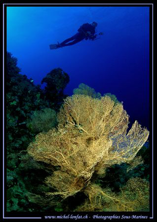 The magic of the Red Sea :O).... by Michel Lonfat 