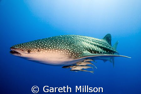 Whale Shark and Remoras, Canon 20D with 10-22mm w/a, twin... by Gareth Millson 