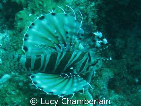A Zebra Lionfish by Lucy Chamberlain 