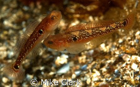 lovin or fighting i dont know?
nikon d 70 60mm lens by Mike Clark 
