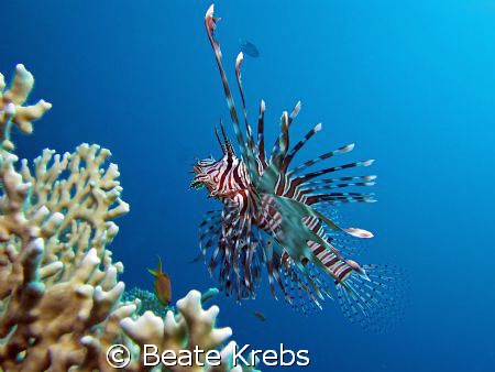 Lionfish in the Res Sea ,  taken with Canon S70 and INON ... by Beate Krebs 