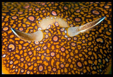 Chromodoris-charlottae detail (thinking of Yves fantastic... by Dray Van Beeck 